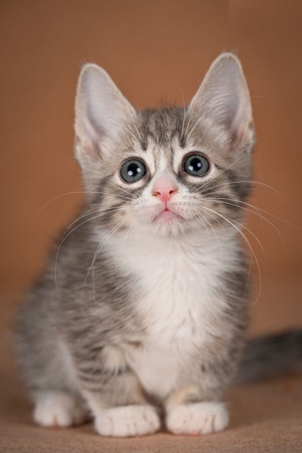 Grechka Munchkin