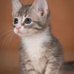 Grechka-female-munchkin-cat-puppy-for-sale-1 (5)