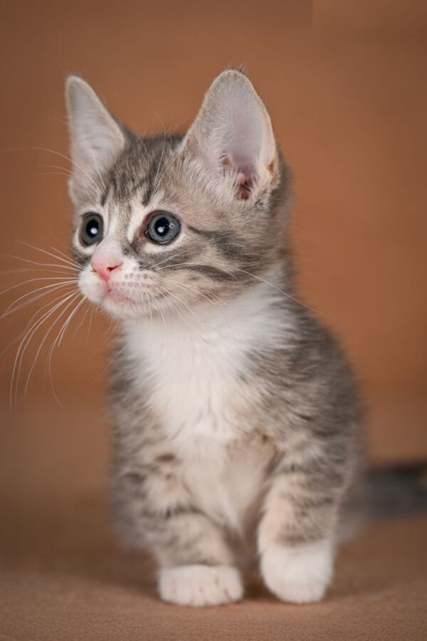 Grechka Munchkin