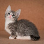 Grechka-female-munchkin-cat-puppy-for-sale-1 (6)