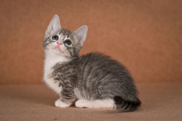 Grechka Munchkin