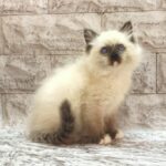 Haritosha-male-ragdoll-cat-puppy-for-sale-1 (1)
