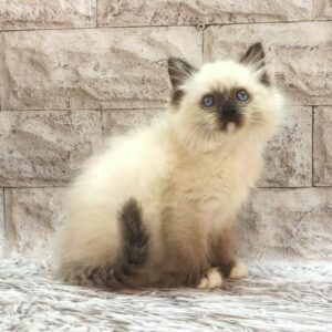 Haritosha Ragdoll