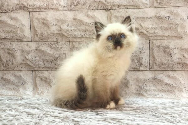 Haritosha Ragdoll
