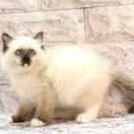 Haritosha-male-ragdoll-cat-puppy-for-sale-1 (2)