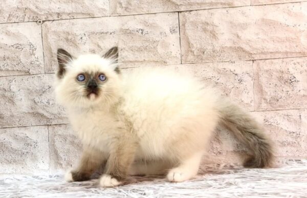 Haritosha Ragdoll