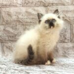 Haritosha-male-ragdoll-cat-puppy-for-sale-1 (3)