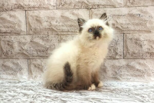 Haritosha Ragdoll