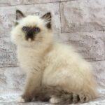 Haritosha-male-ragdoll-cat-puppy-for-sale-1 (4)