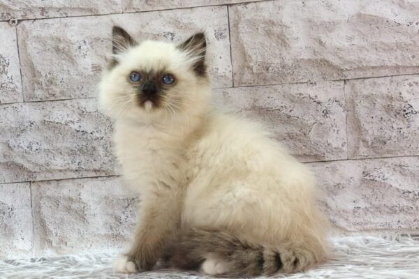 Haritosha Ragdoll