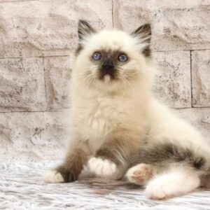 Haritosha Ragdoll