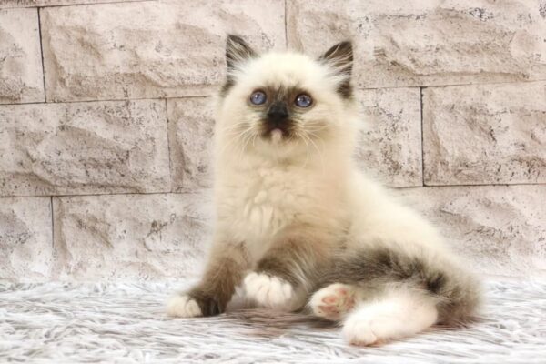 Haritosha Ragdoll