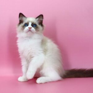 Hector Ragdoll