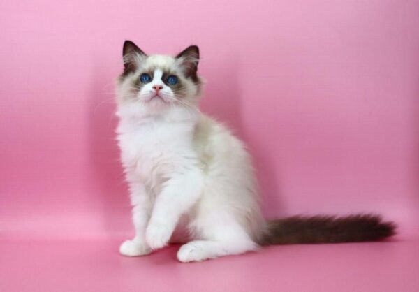 Hector Ragdoll