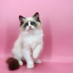 Hector -male-ragdoll-cat-puppy-for-sale-1 (2)