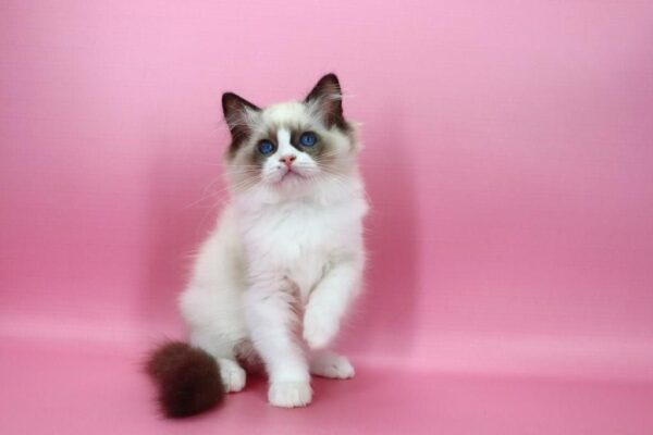 Hector Ragdoll