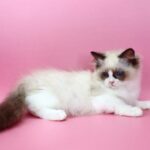 Hector -male-ragdoll-cat-puppy-for-sale-1 (3)