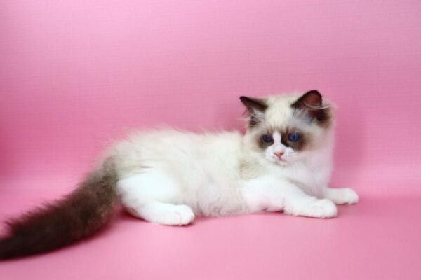 Hector Ragdoll