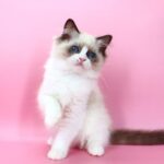 Hector -male-ragdoll-cat-puppy-for-sale-1 (4)