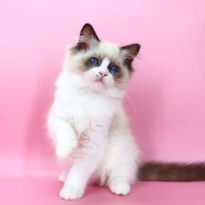 Hector Ragdoll