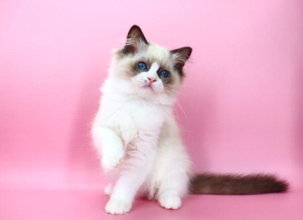Hector Ragdoll