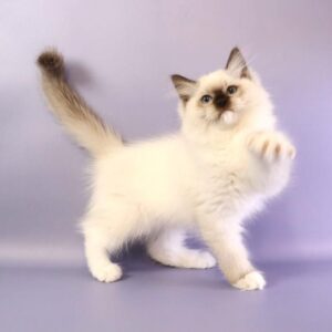 Ignat Ragdoll
