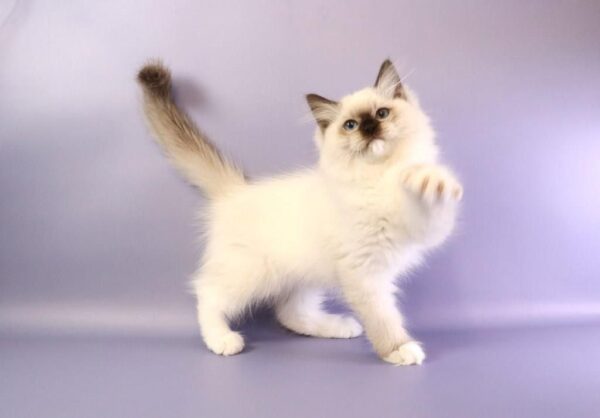 Ignat Ragdoll Ignat Ragdoll