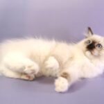 Ignat-male-ragdoll-cat-puppy-for-sale-1 (3)