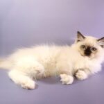 Hector Ragdoll