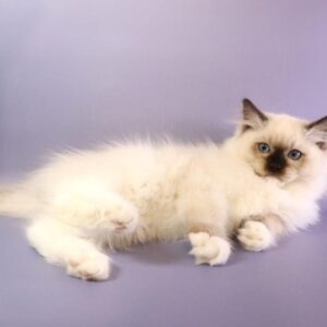 Ignat Ragdoll