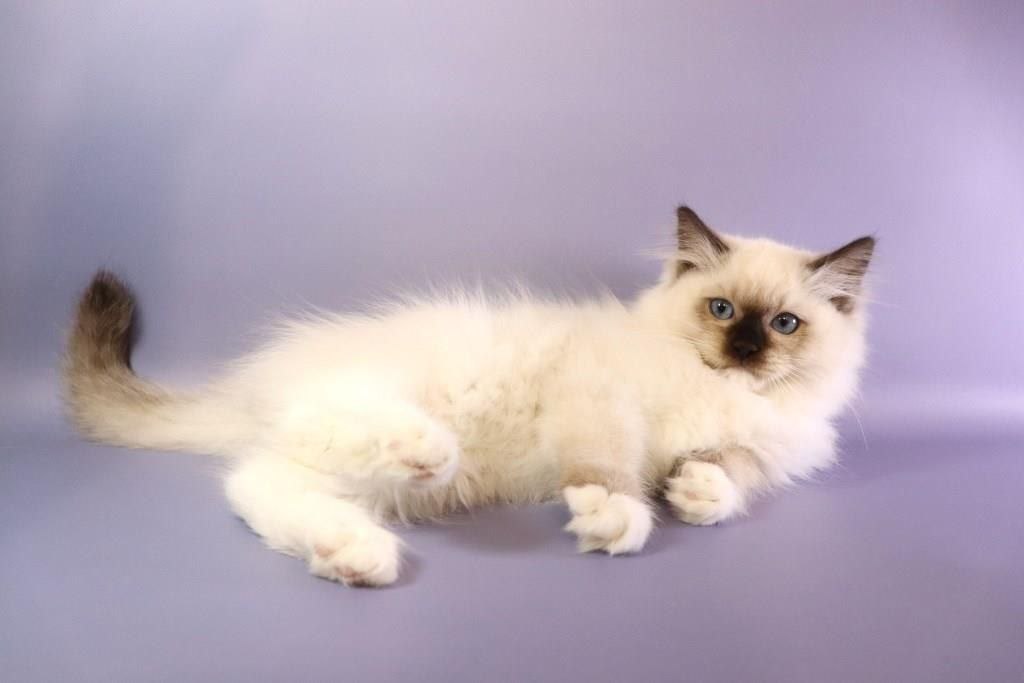 Ignat Ragdoll Ignat Ragdoll