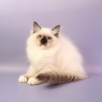 Ignat-male-ragdoll-cat-puppy-for-sale-1 (5)