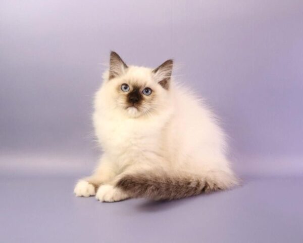 Ignat Ragdoll Ignat Ragdoll