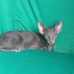 Imp-female-Oriental-cat-puppy-for-sale-1 (2)