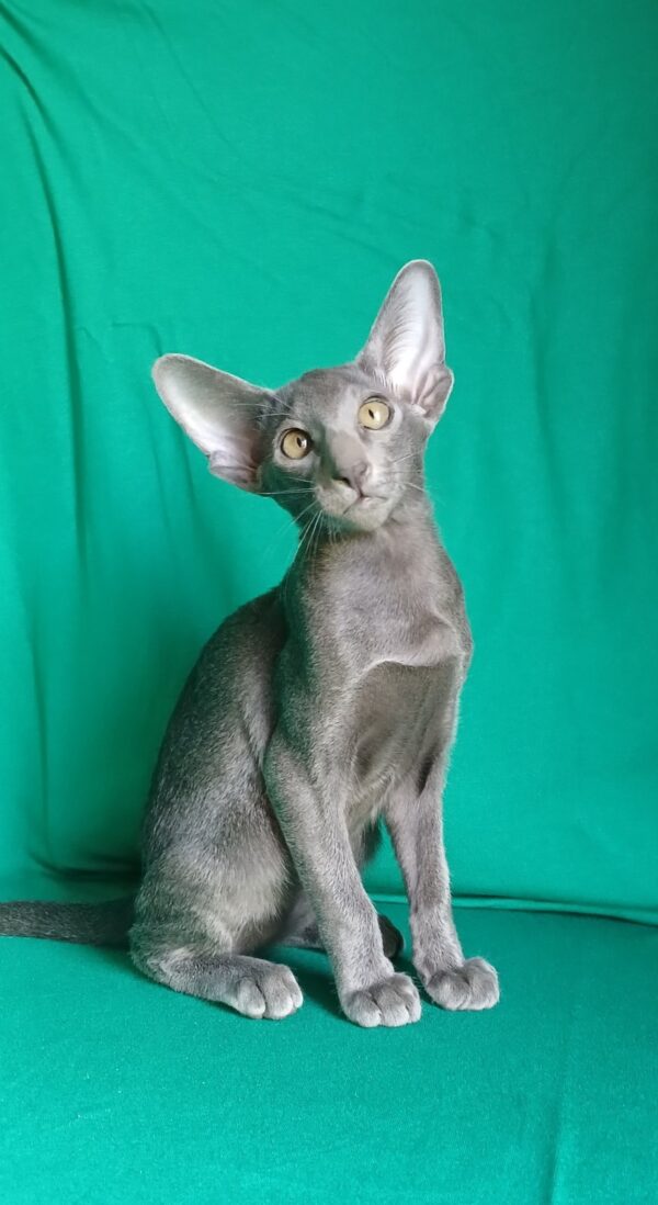 Imp Oriental