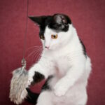 Jamala-female-munchkin-cat-puppy-for-sale-1 (1)