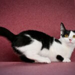 Jamala-female-munchkin-cat-puppy-for-sale-1 (3)