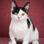 Jamala-female-munchkin-cat-puppy-for-sale-1 (4)