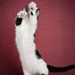Jamala-female-munchkin-cat-puppy-for-sale-1 (5)