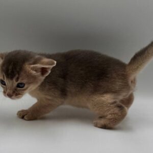 Jerry Abyssinian