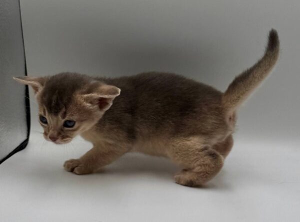 Jerry Abyssinian