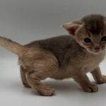 Jerry-male-Abyssinian-cat-puppy-for-sale-1 (2)