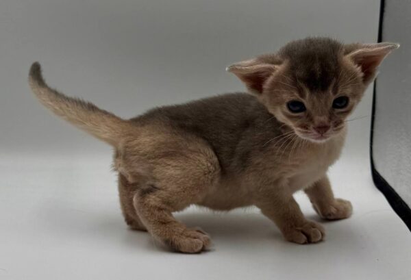 Jerry Abyssinian