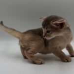 Jerry-male-Abyssinian-cat-puppy-for-sale-1 (3)