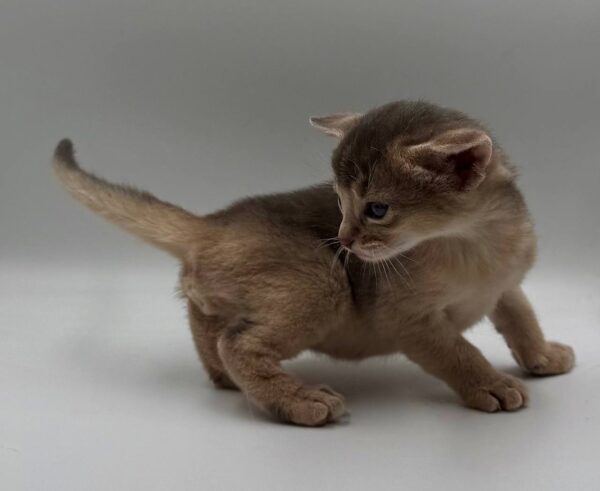 Jerry Abyssinian