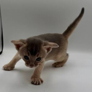 Jerry Abyssinian