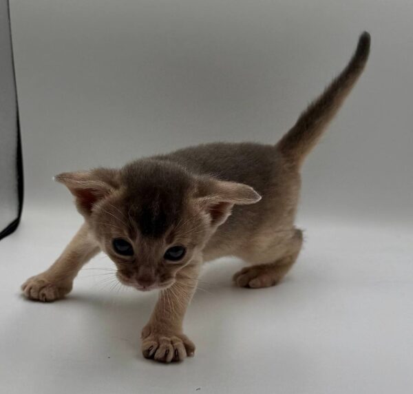 Jerry Abyssinian