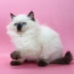 Jimmy-male-ragdoll-cat-puppy-for-sale-1 (1)