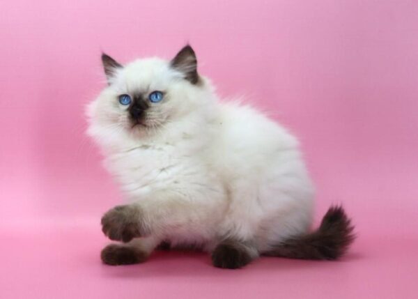 Jimmy Ragdoll