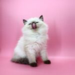 Jimmy-male-ragdoll-cat-puppy-for-sale-1 (2)